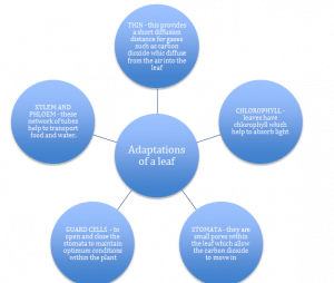 Adaptations of a leaf