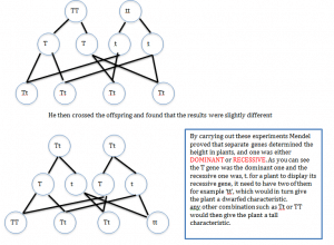 Genetic diagrams