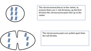 Meiosis1