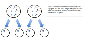 Meiosis2