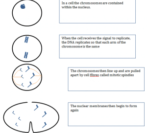 Mitosis