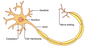 Nervecells