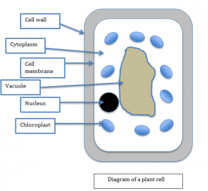 Photosynthesis