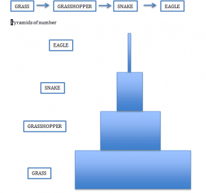 Pyramids of number