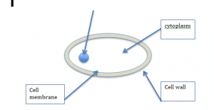 Unicellular organisms