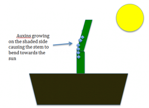 auxins