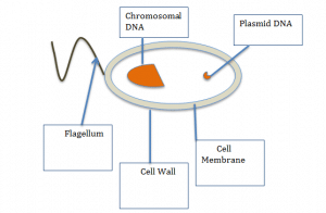 bacteria