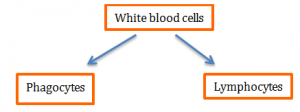 blood cells