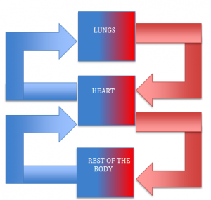 circulatory system