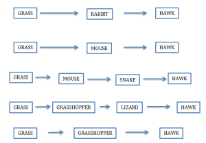 food chains