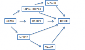 food webs