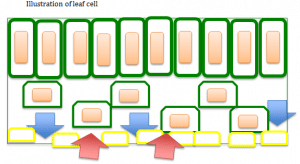 leaf cell