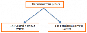 nervous system