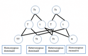 recessive allele