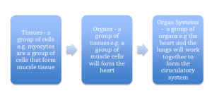 reproductive system